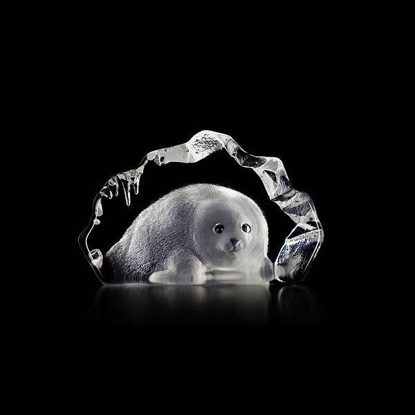 Baby Seal
