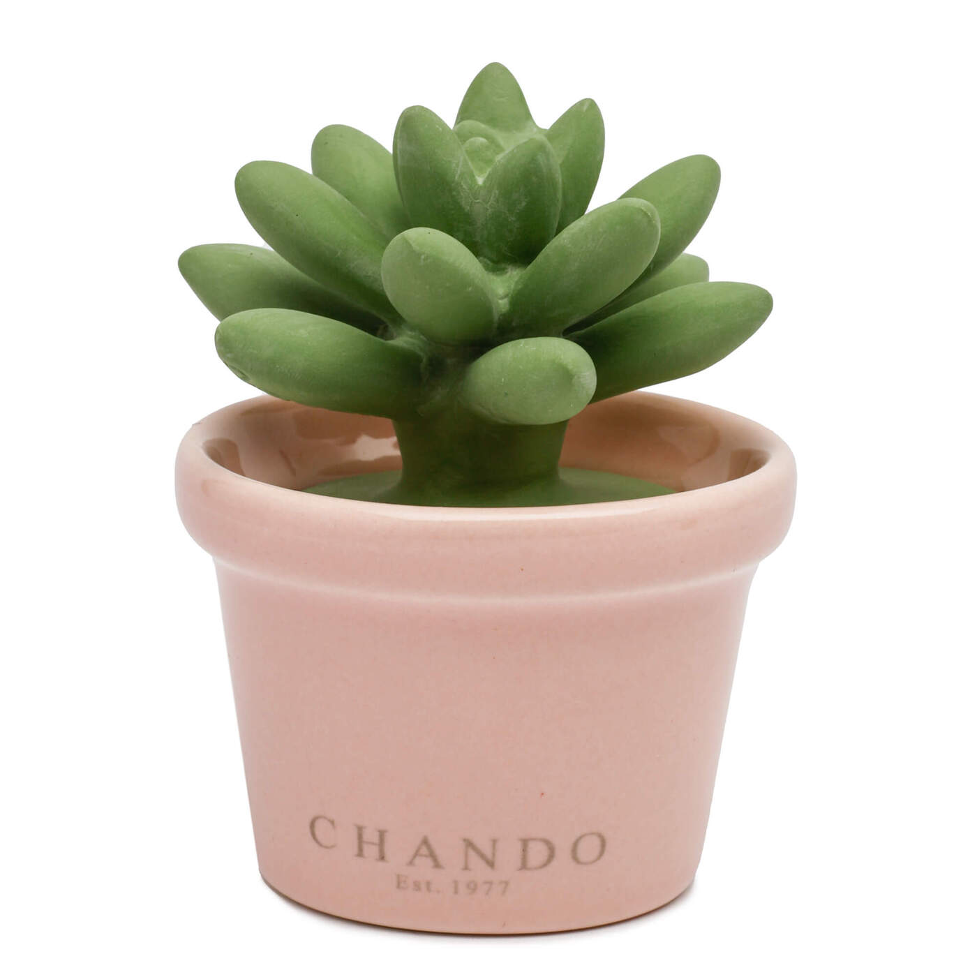 Mini Succulent Girlfriend