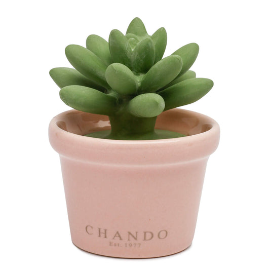 Mini Succulent Girlfriend