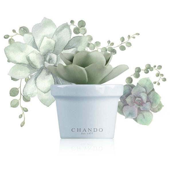 Aroma Porcelain Diffuser Mini succulent